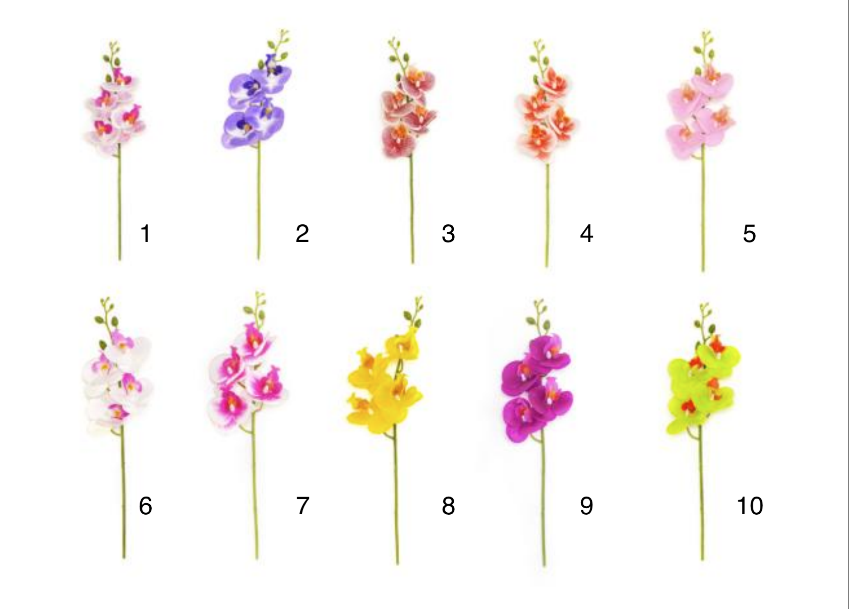 Small Stem 4-Head Phalaenopsis - Image 3