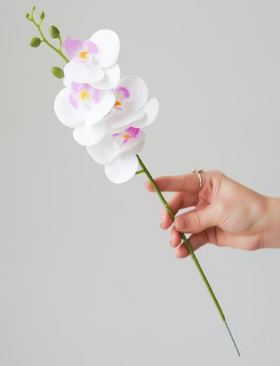 Small Stem 4-Head Phalaenopsis