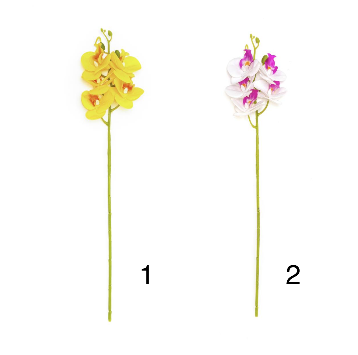 5-Head Phalaenopsis (2 Large, 3 Medium) - Image 3