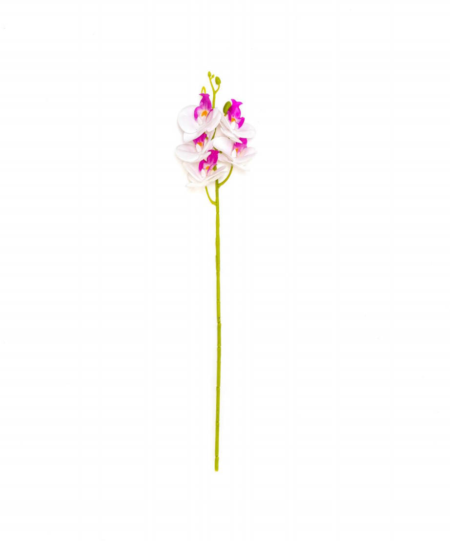 5-Head Phalaenopsis (2 Large, 3 Medium)