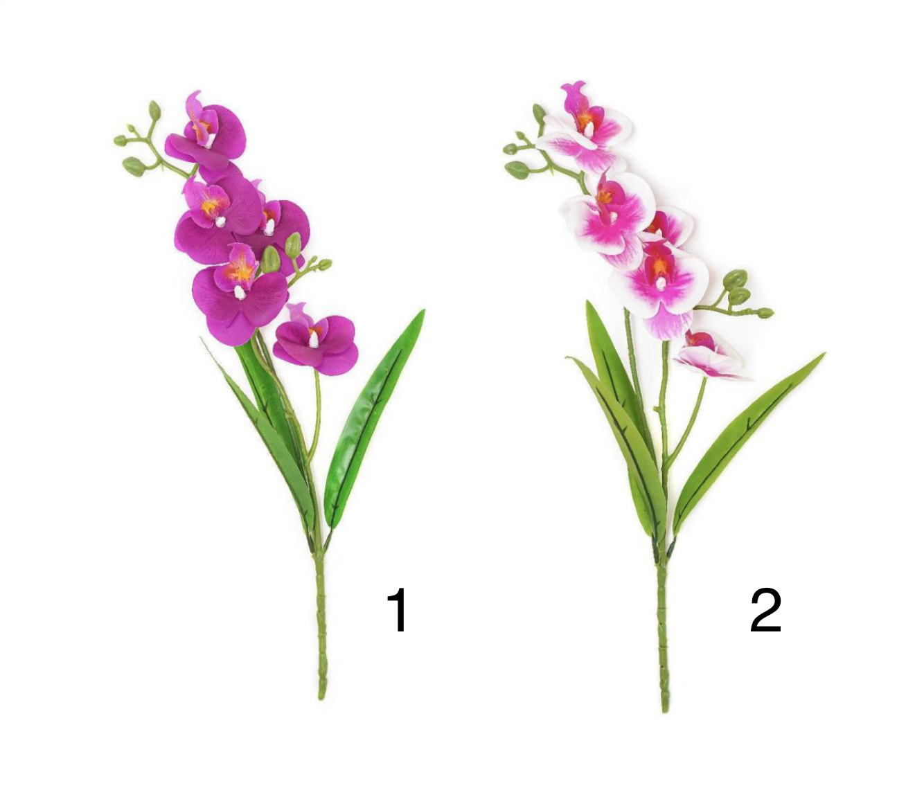 2-Branch 5-Head Phalaenopsis - Image 3