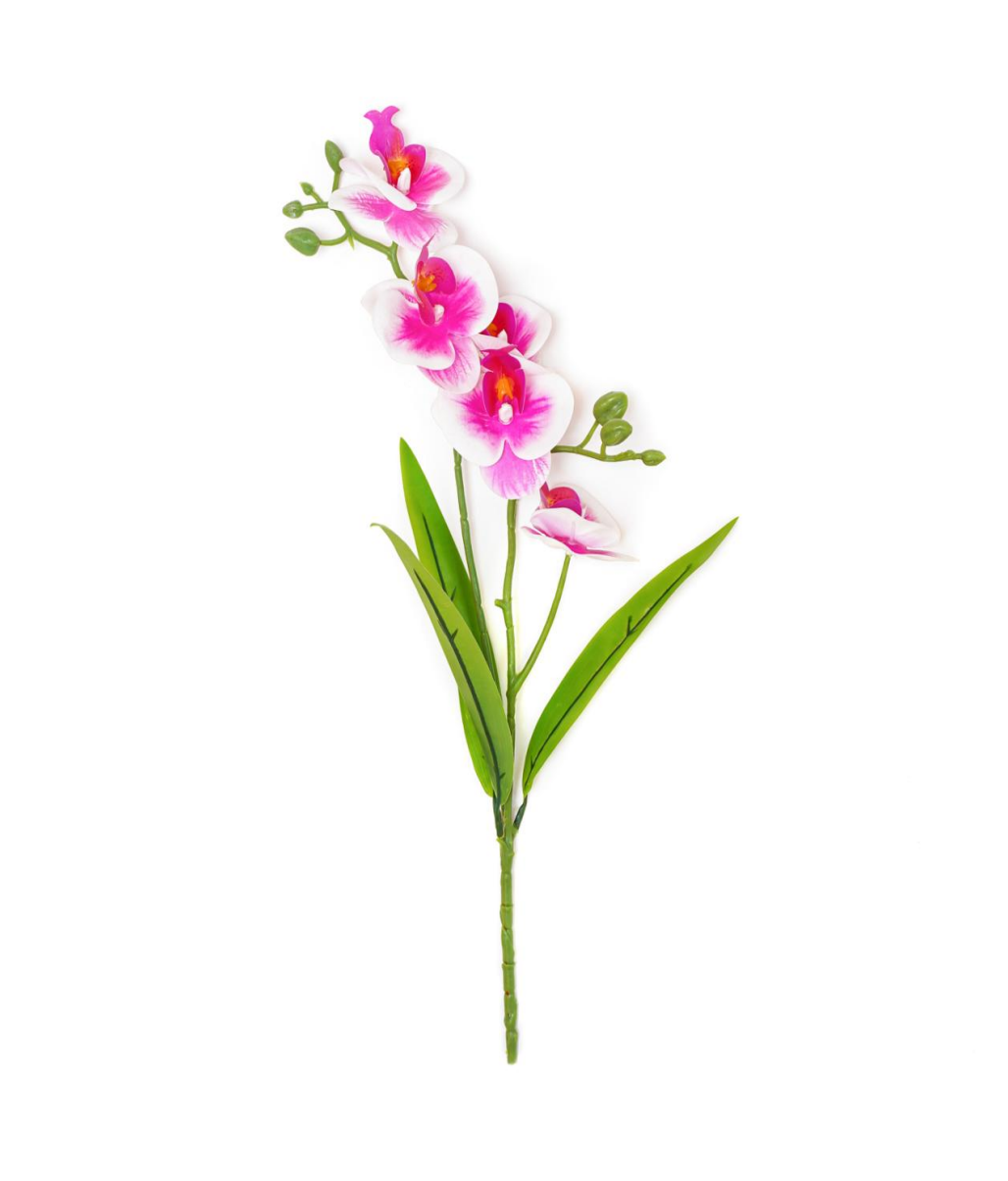 2-Branch 5-Head Phalaenopsis