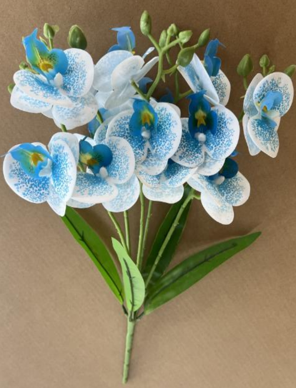 5-Branch 15- Head Phalaenopsis