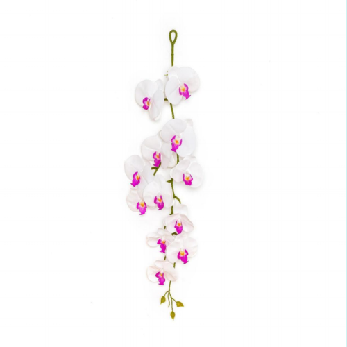 Phalaenopsis Hanging