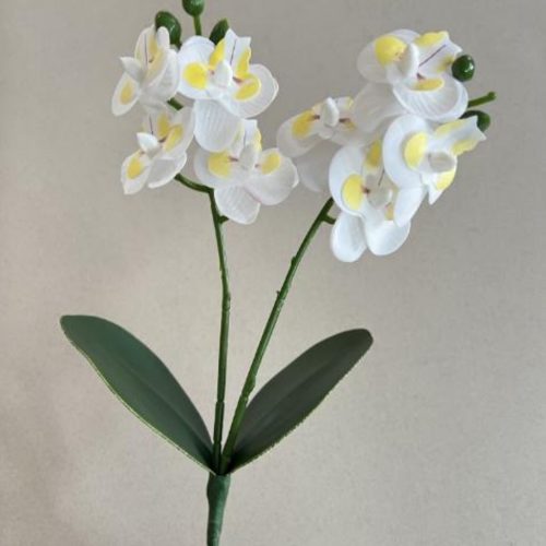 12-Head Mini Phalaenopsis (with 2 leaves)