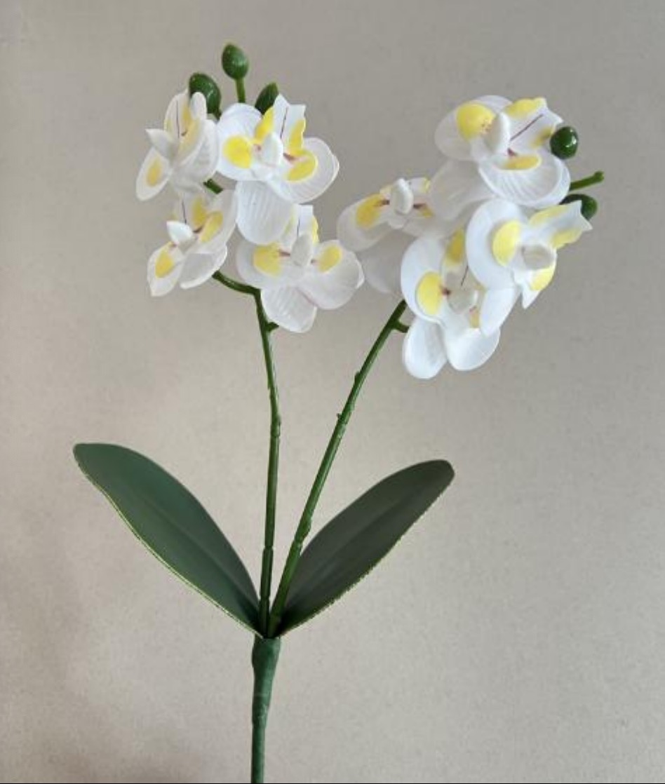 12-Head Mini Phalaenopsis (with 2 leaves)